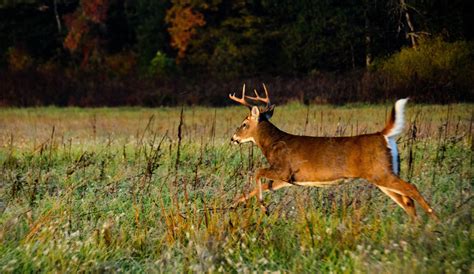Tn deer - White-tailed Deer Hunting Unit Season Dates & Bag Limits. Match the Tennessee county you legally reside in and match the corresponding Unit Letter to find your Season Dates and Bag Limits. Make sure you read through the general regulations for deer hunting before heading out to hunt. 